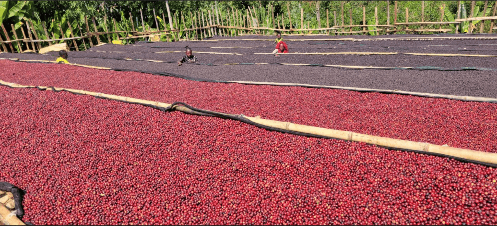 Bekele Yutute – Ethiopia COE #4 - Rise & Grind Roastery - 250g - Whole Bean - 